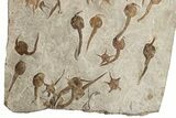 Mortality Of Fossil Carpoids, Brittle Stars & Crinoids - Morocco #189918-3